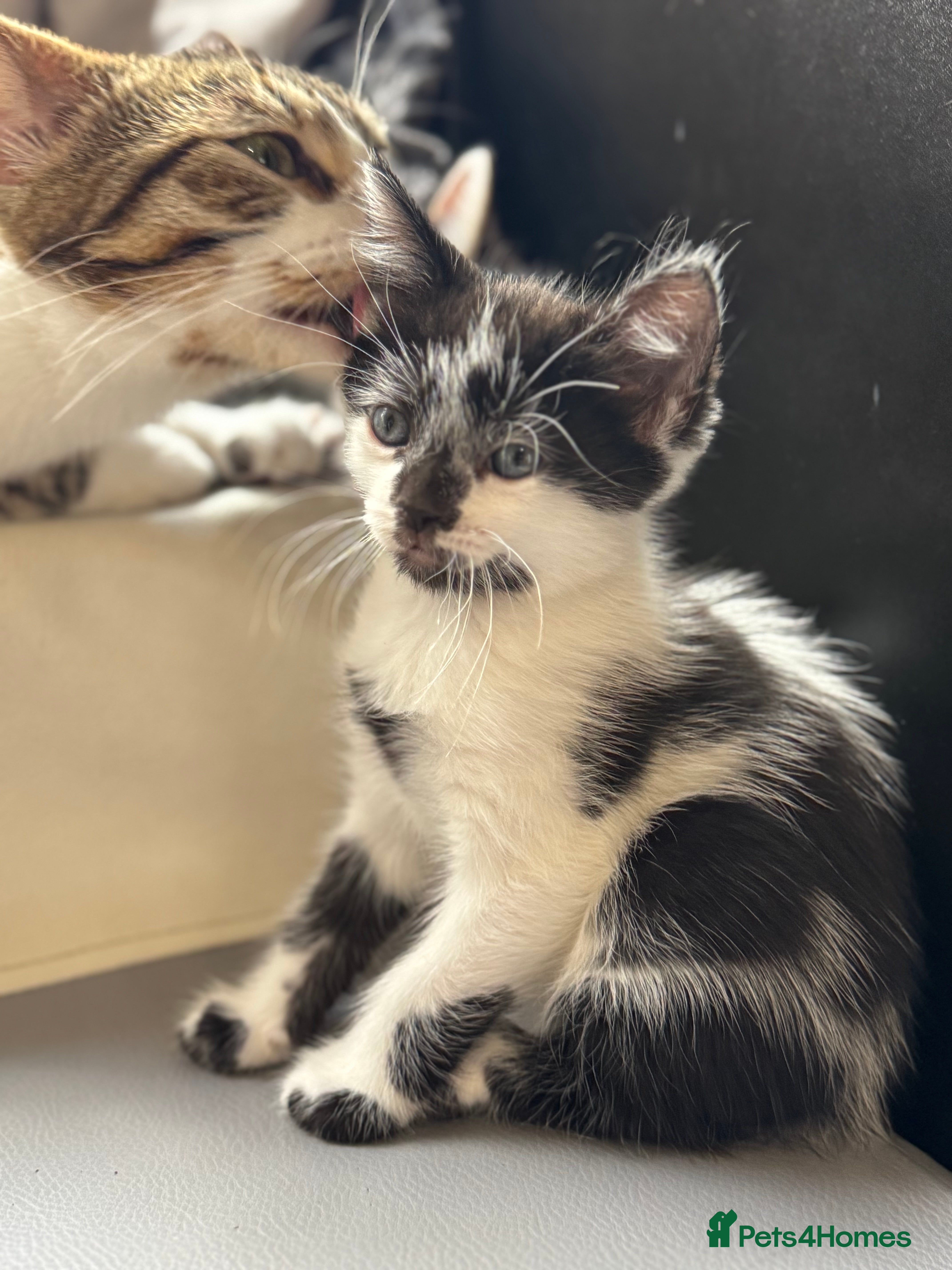 Mixed Breed cats 1 female left-Gorgeous Bengal X British Shorthair  - Advert 4