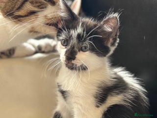 Mixed Breed cats - Advert 25
