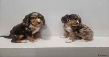 Cocker Spaniel dogs 5 Girl cocker spaniel puppies - Advert 10