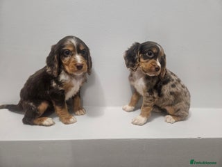 Cocker Spaniel dogs 5 Girl cocker spaniel puppies - Advert 6