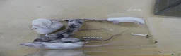 Mouse rodents for sale: Fancy Mice - Advert 3