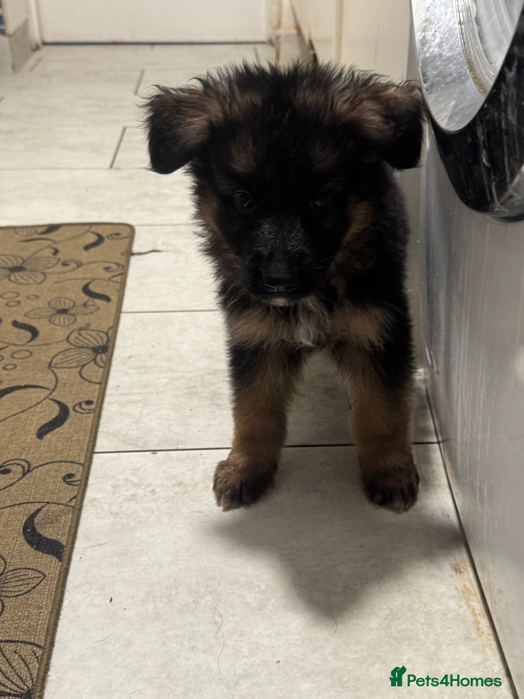 German Shepherd dogs for sale: German Shepherd Puppies  - Advert 9