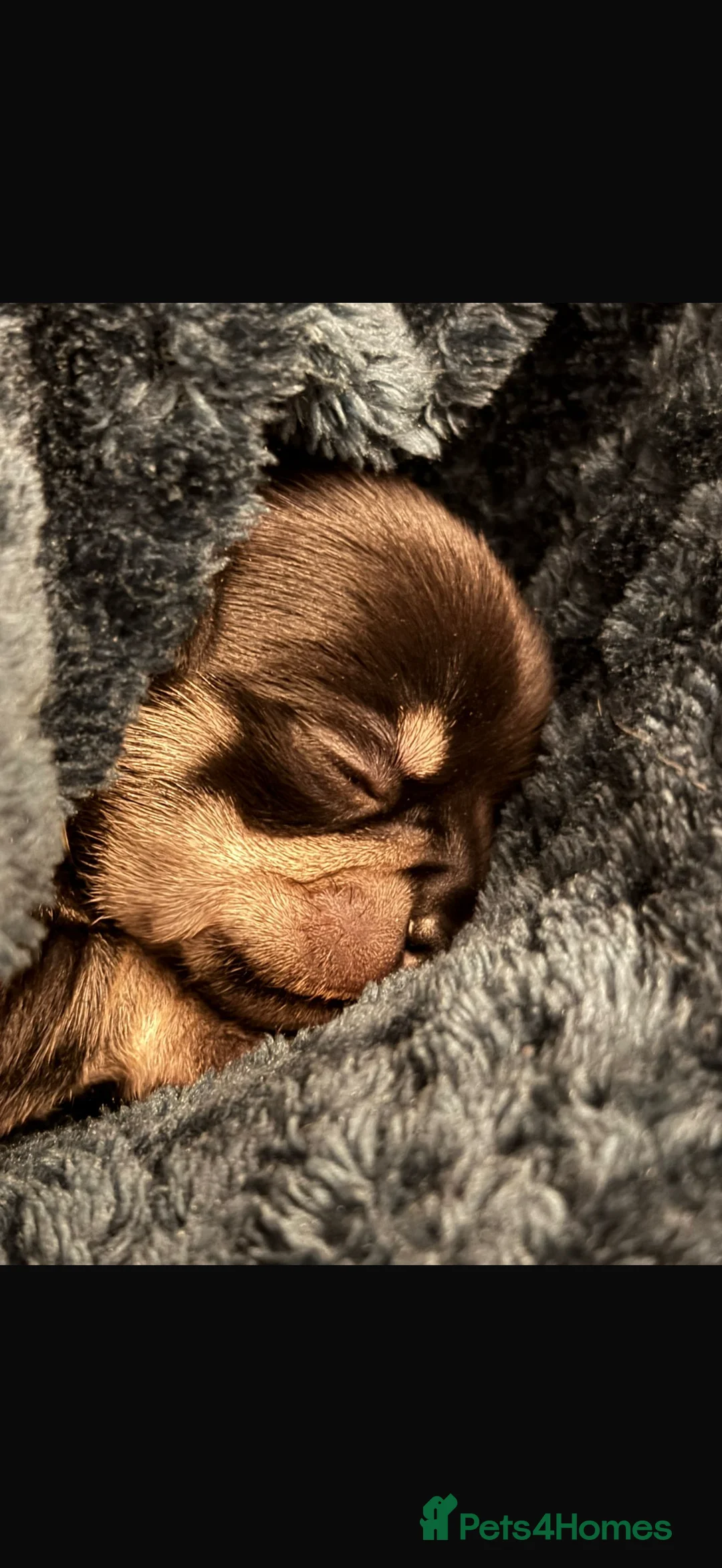 Chihuahua dogs for sale: Playful baby boy tri coloured chihuahua  - Advert 3