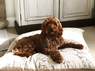 Cocker Spaniel dogs in Matlock - Advert 7