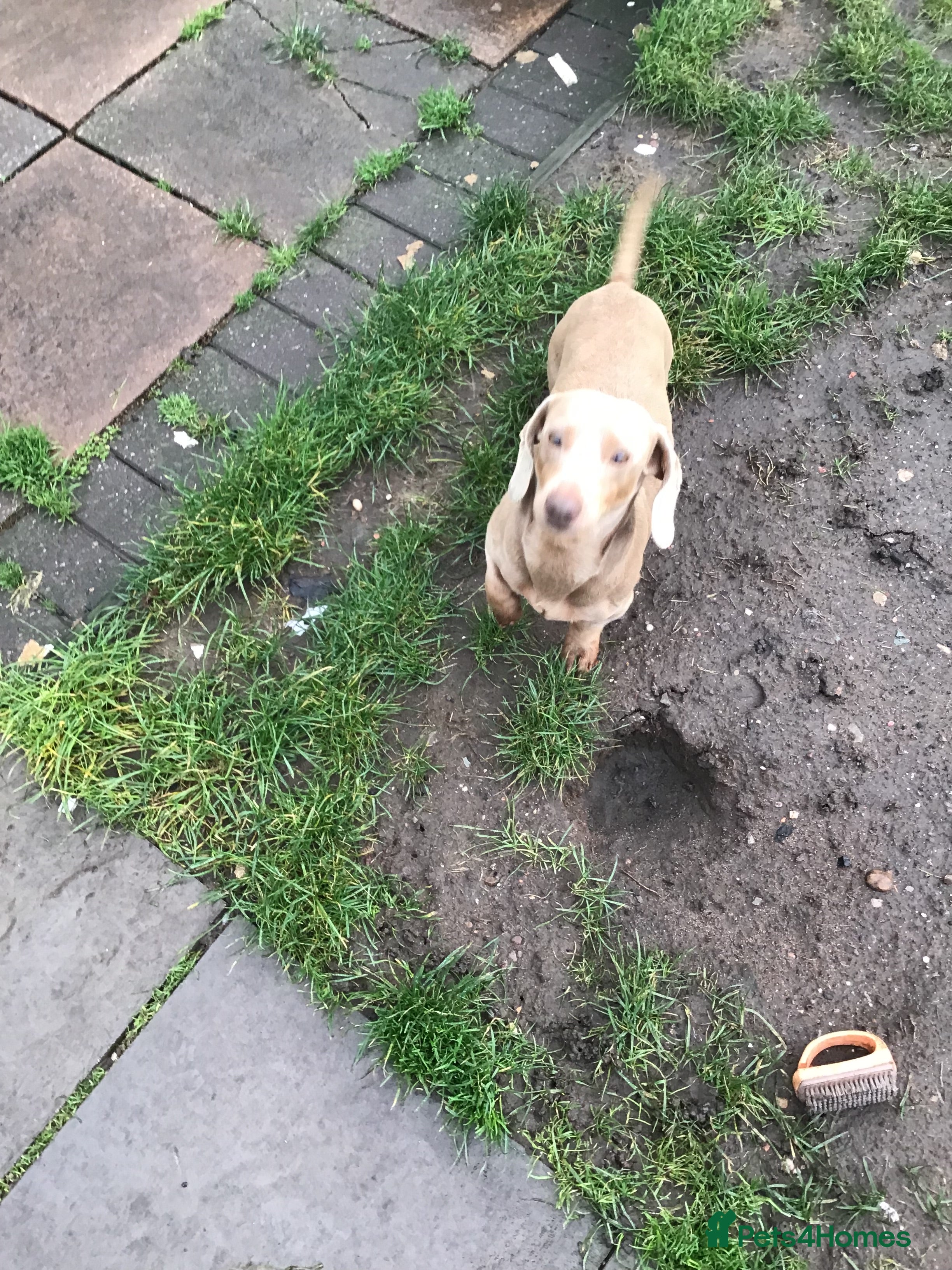 Miniature Dachshund dogs Isabella carrying long  - Advert 8