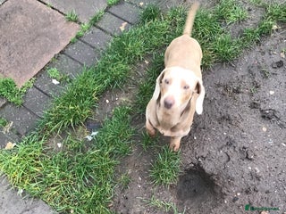 Miniature Dachshund dogs Isabella carrying long - Advert 2