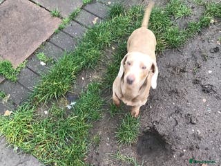Miniature Dachshund dogs Isabella carrying long - Advert 24