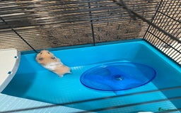 Hamster rodents for sale: Cute Small Hamster Looking for a Loving Home - Image 3