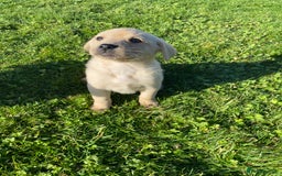 Labrador Retriever dogs for sale: Labrador retriever - Image 15