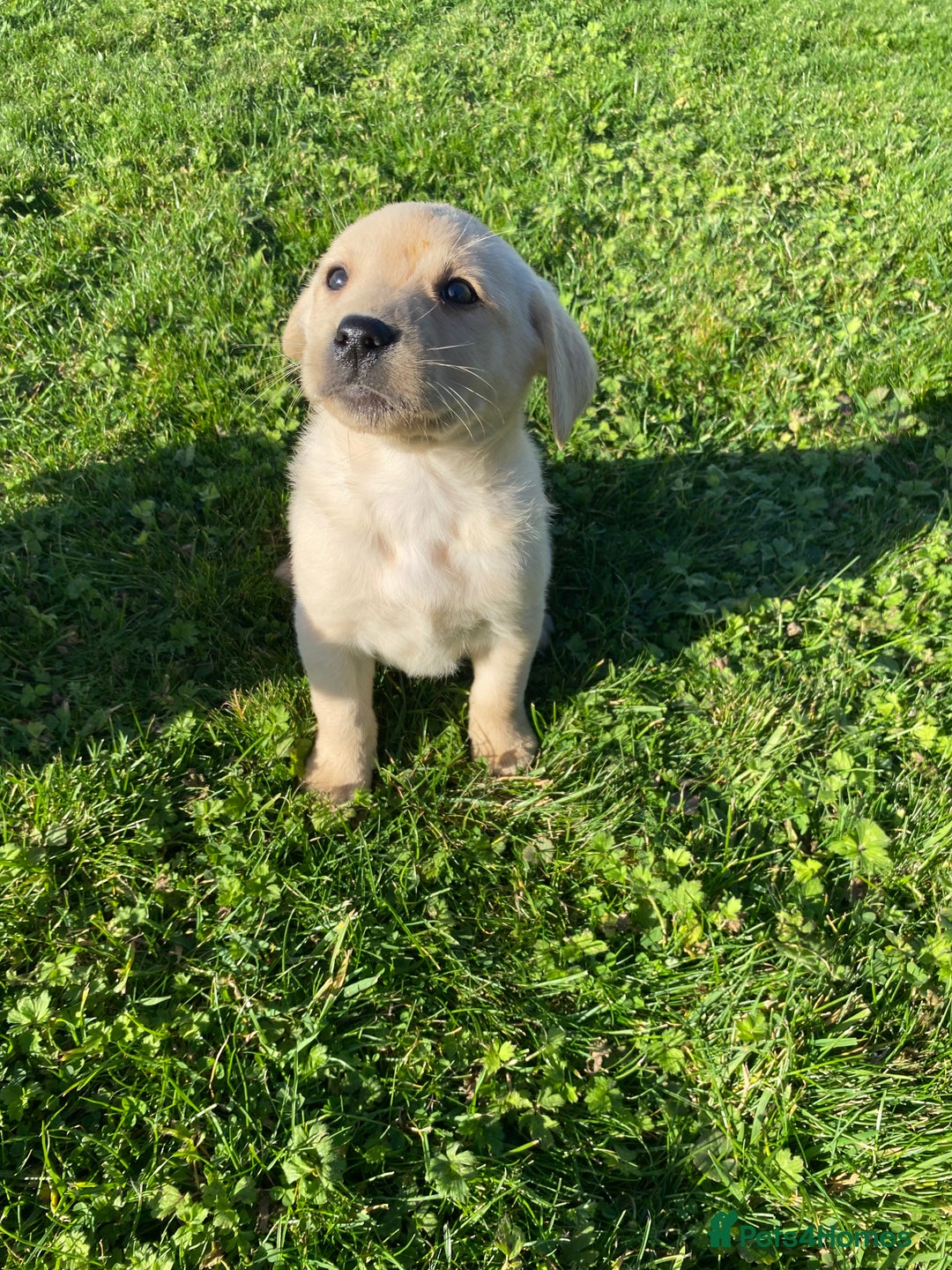 Labrador Retriever dogs for sale: Labrador retriever - Image 15