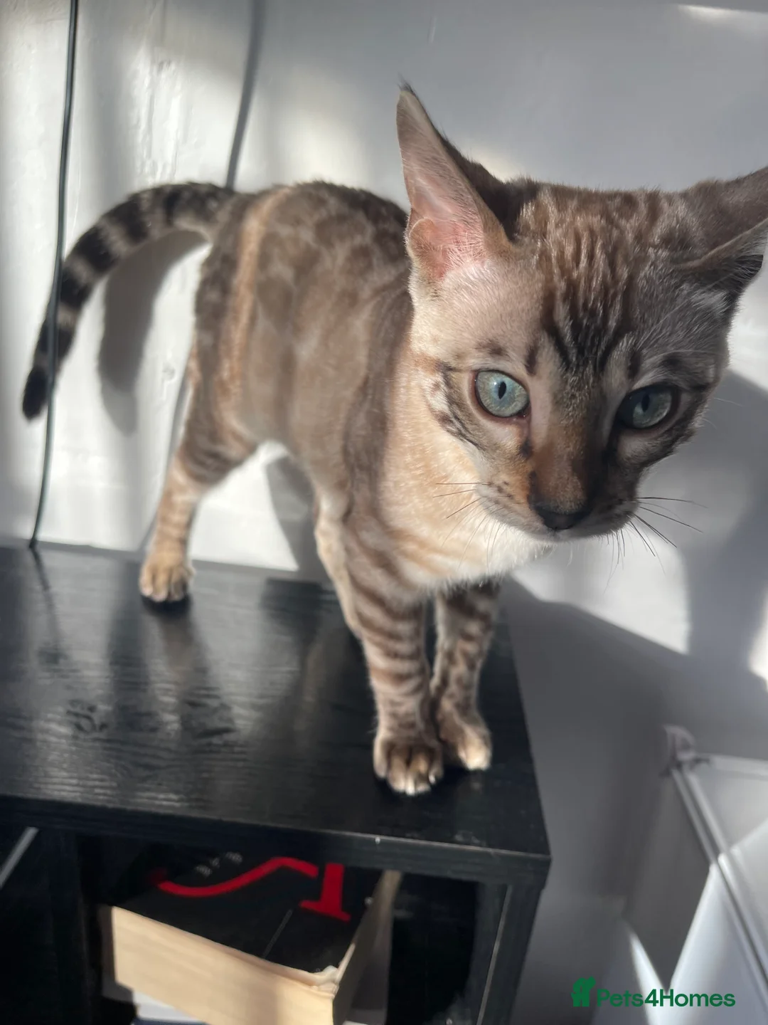 Bengal cats for sale: Snow Lynx Bengal Male kitten - Advert 2