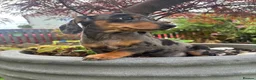 Dachshund dogs for sale: Beautiful Dachshund puppies  - Advert 7