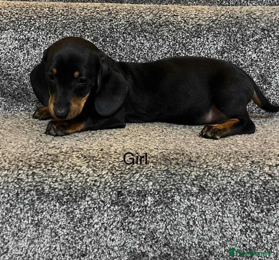 Miniature Dachshund dogs for sale: Miniature dachshund puppies  - Advert 9