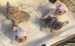 French Bulldog dogs for sale: KC registered French Bulldog puppies. READY 31/8 - Image 1