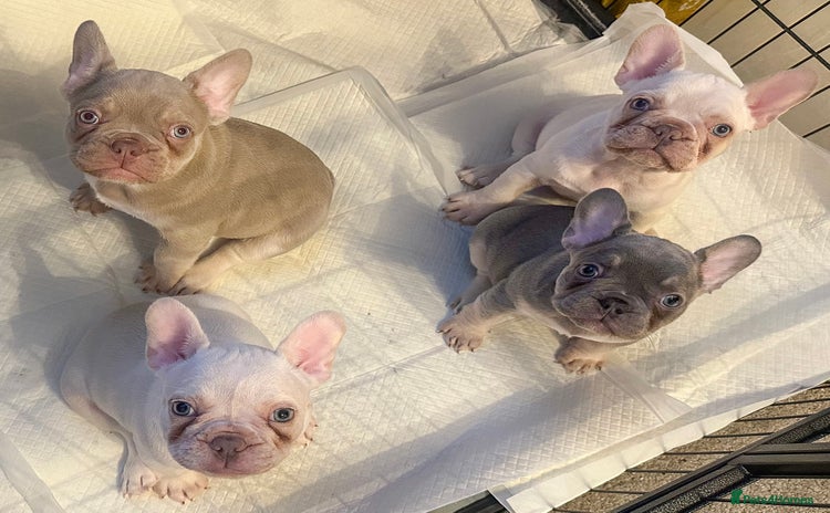 French Bulldog dogs - Advert 16