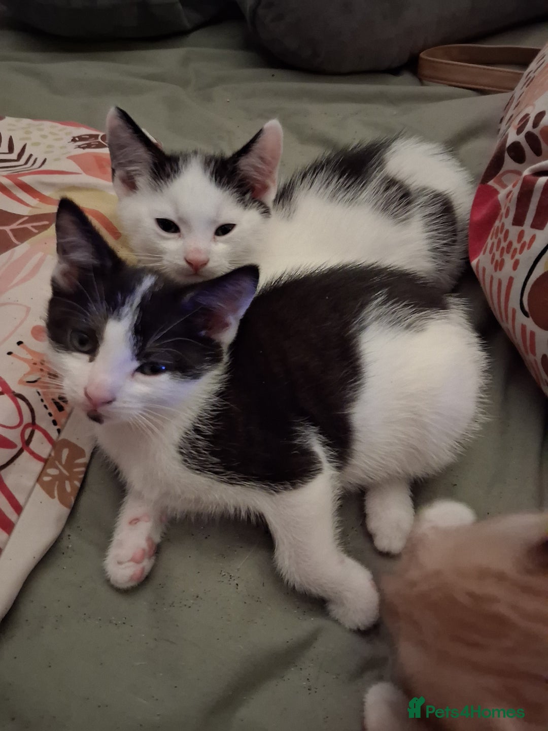 Domestic Shorthair cats for sale: 6 gorgeous mixed breed kittens - Advert 6