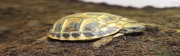 Tortoise reptiles for sale: BABY HERMANNS & SET UPS! - Advert 3