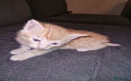 Bengal cats for sale: Absolutely Stunning Bengals  - Image 5