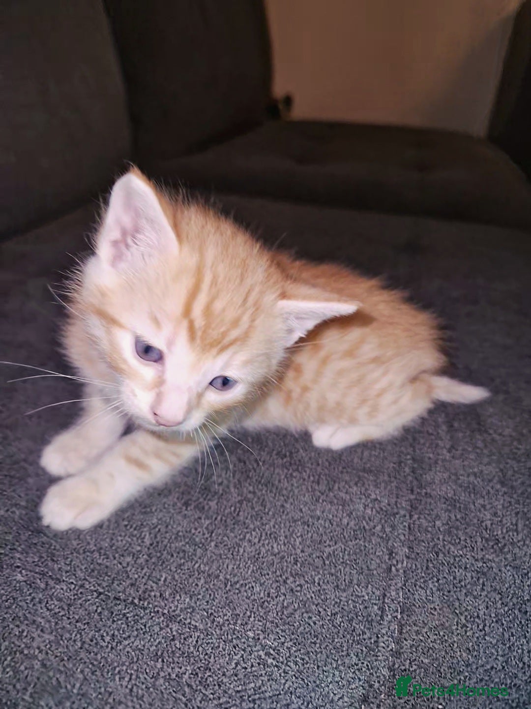 Bengal cats for sale: Absolutely Stunning Bengals  - Image 5