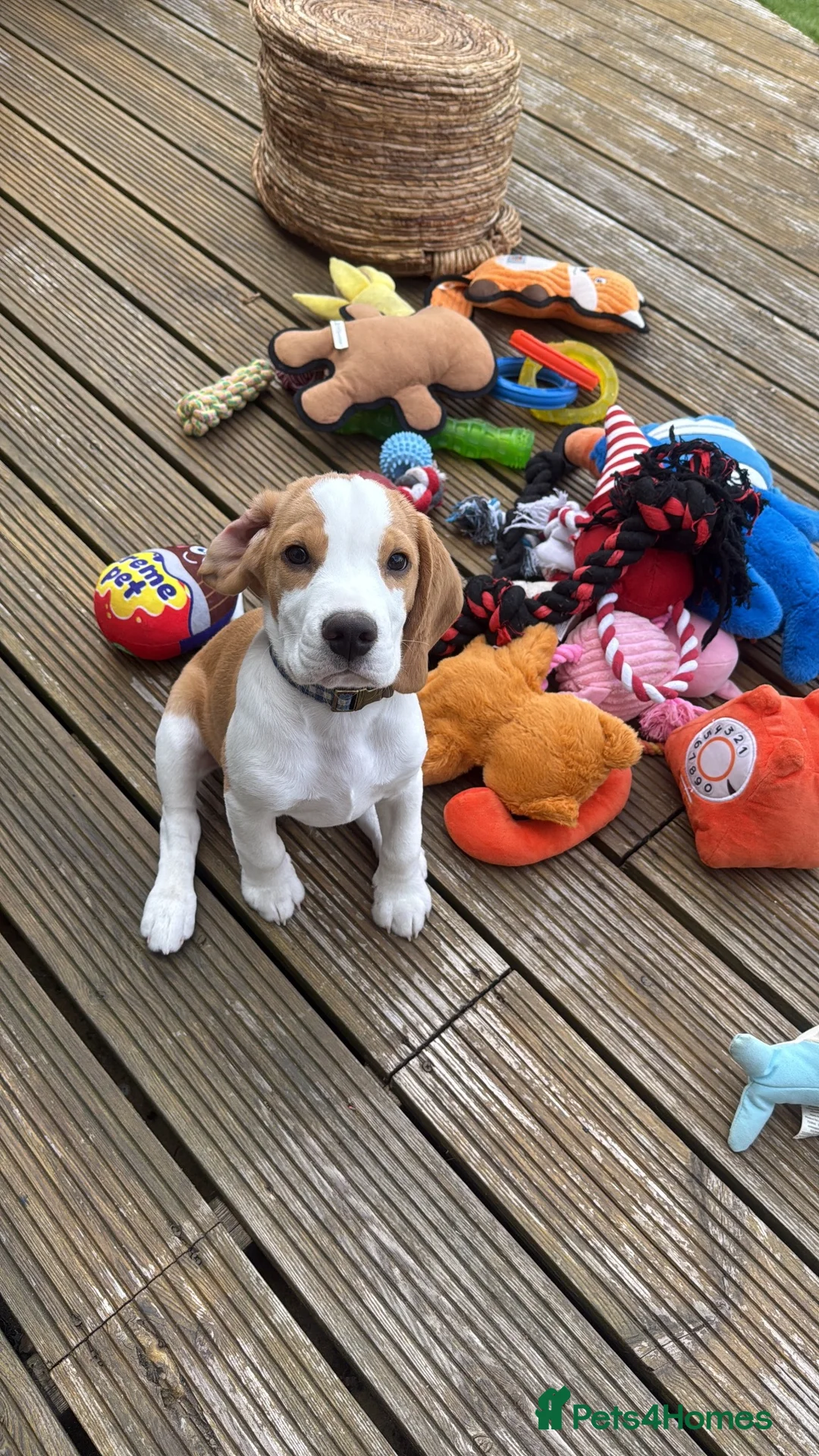 Beagle dogs for sale: Boy Lemon Pedegree Beagle - 5 months - Advert 12