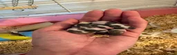 Mouse rodents for sale: Male and female fancy mice in Andover - Advert 7