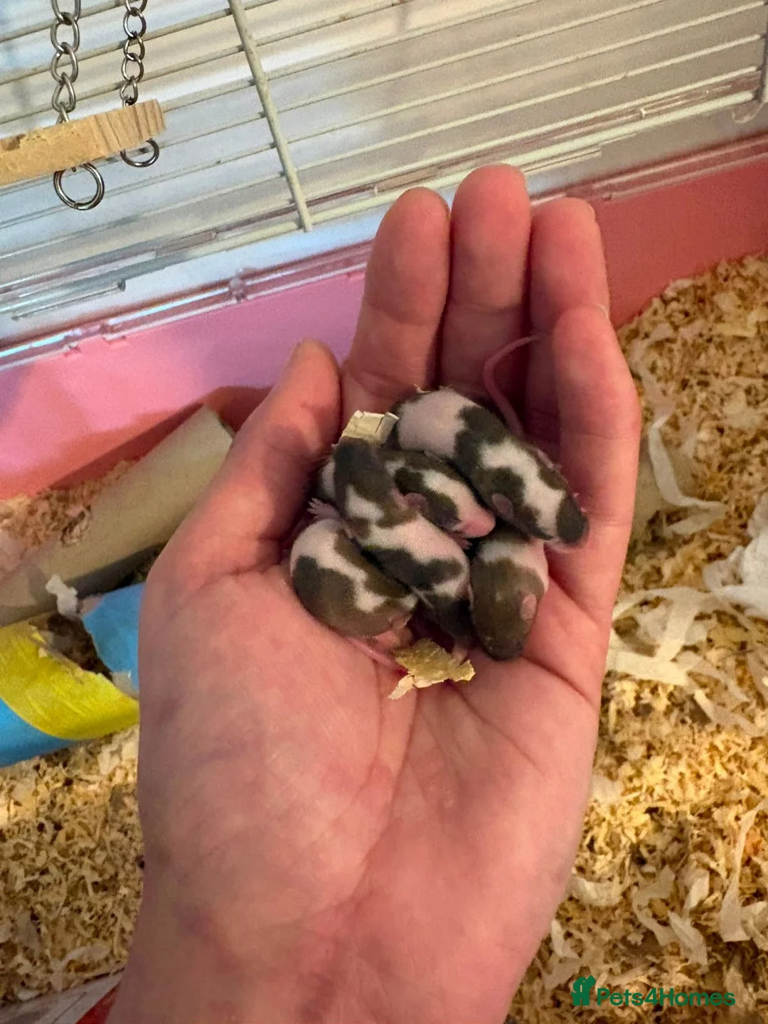Mouse rodents for sale: Male and female fancy mice in Andover - Advert 7