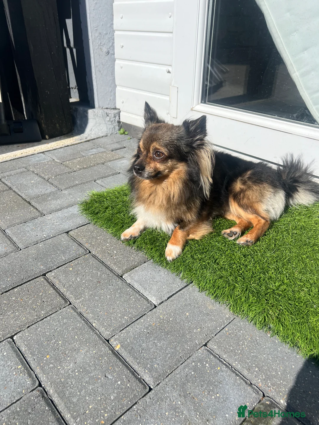 Chihuahua dogs for stud: Boy dog STUD - Advert 7