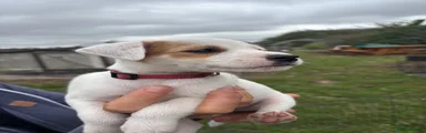 Jack Russell 6
