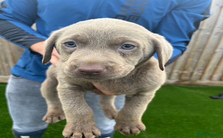 Labrador Retriever dogs - Advert 3