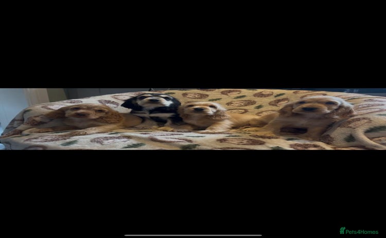 Cocker Spaniel dogs - Advert 4