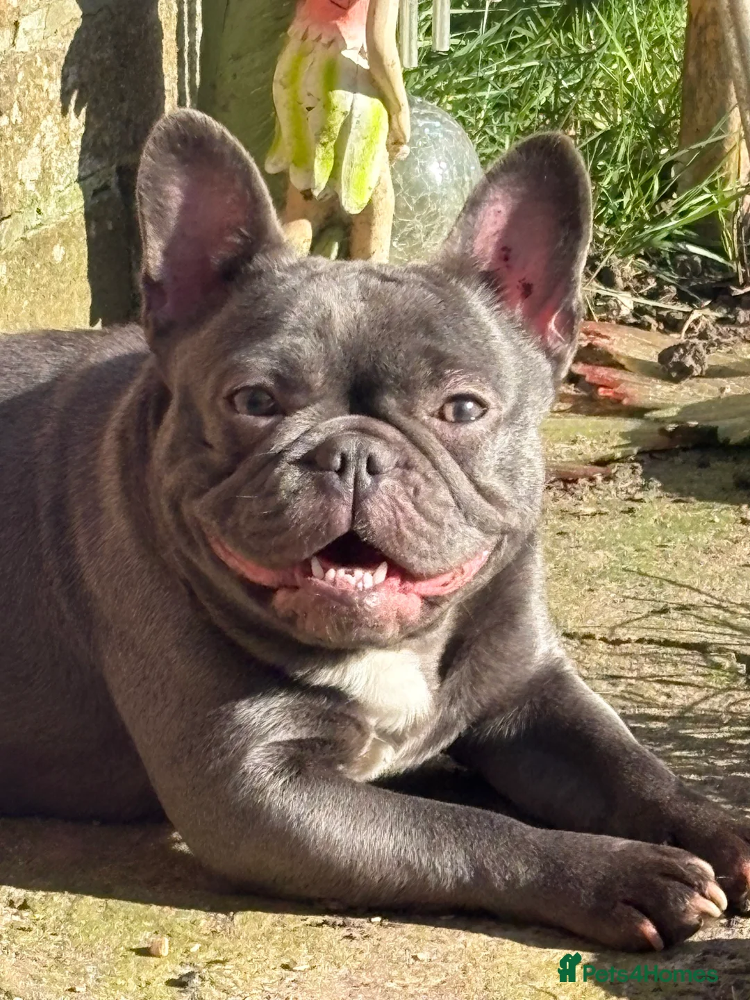 French Bulldog dogs for sale: French bulldog girl  - Advert 2