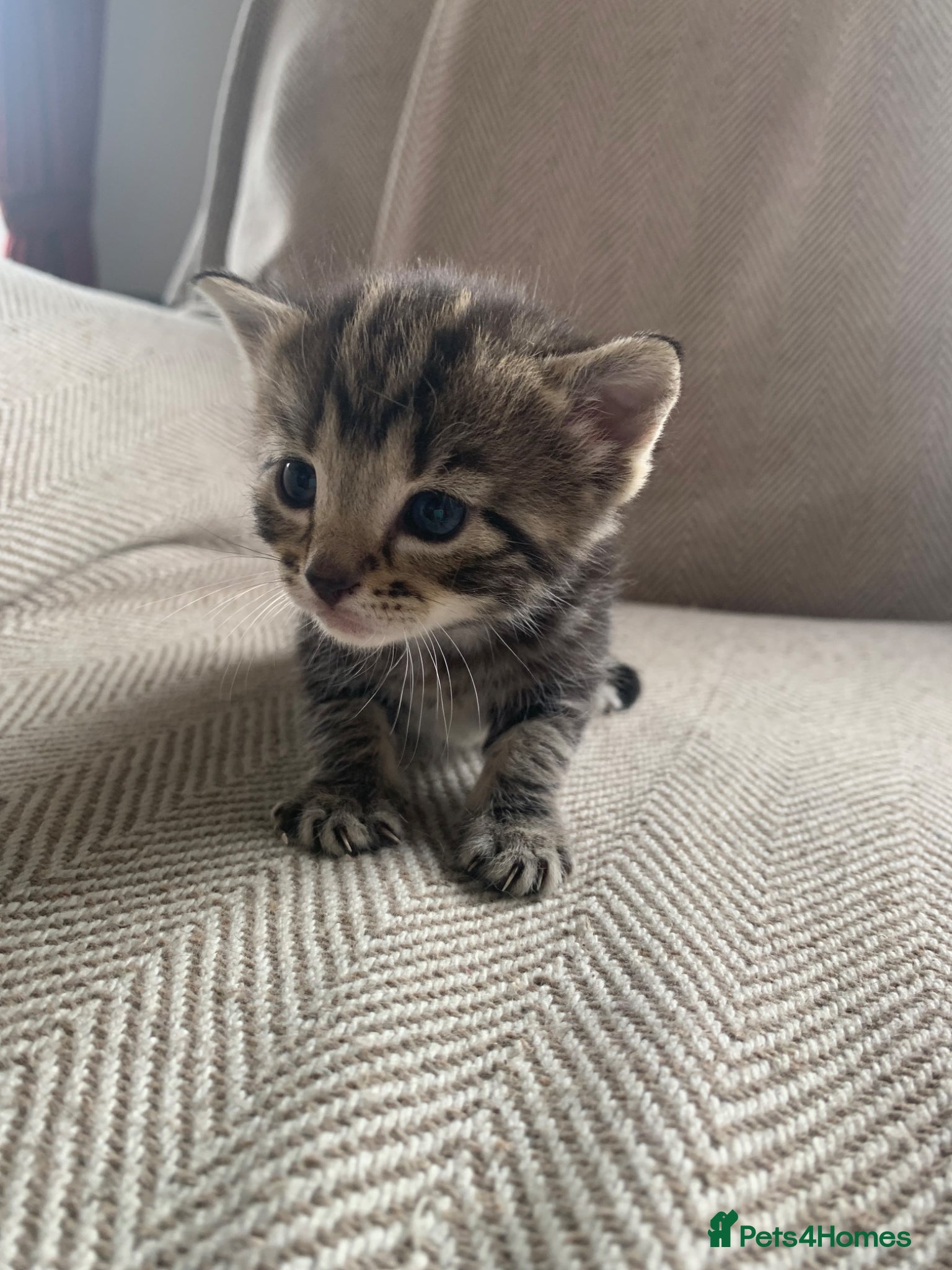 Mixed Breed cats Home reared Kittens (m/chip, vac & Vet checked) - Advert 10