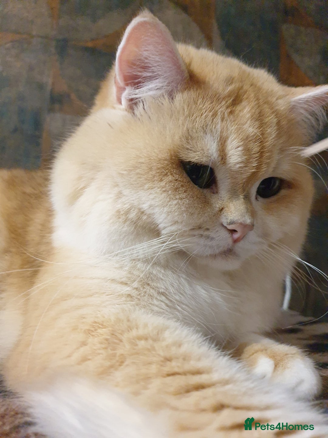 British Shorthair cats for stud: BSH stud, Golden shaded, Emerald eyes, NY 11 - Image 2