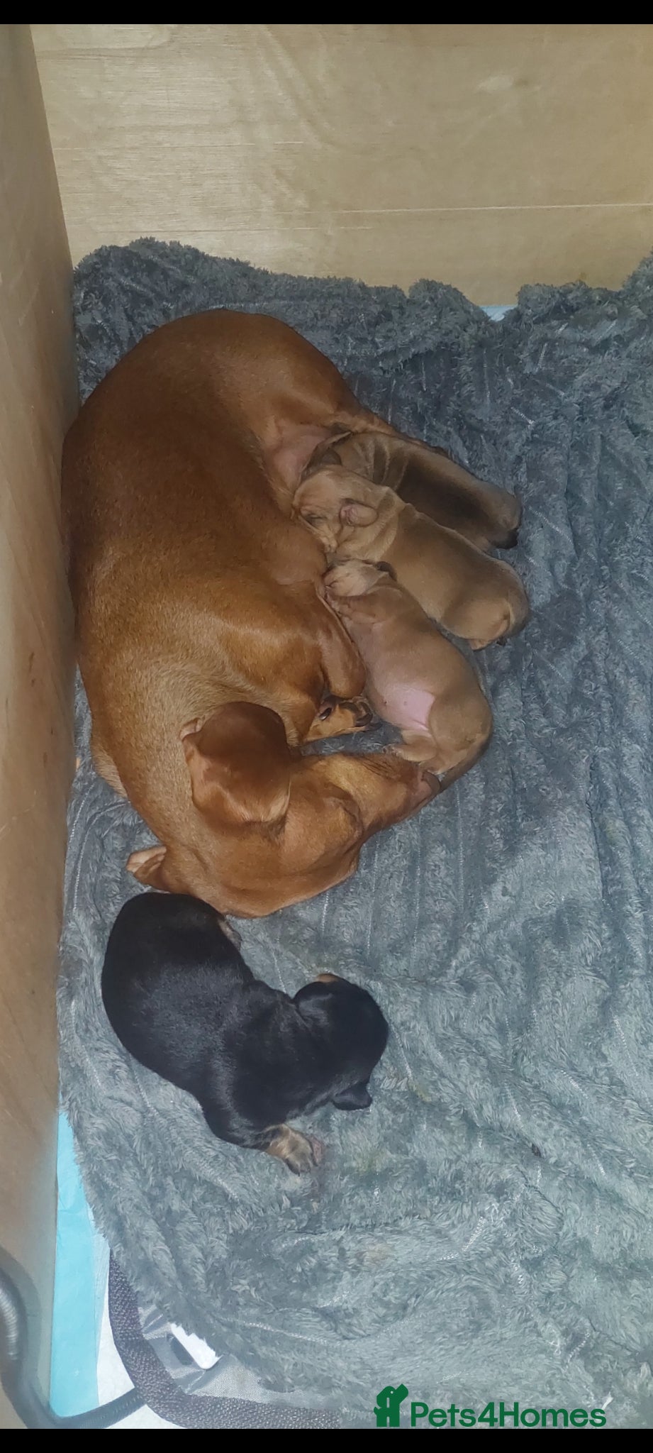 Dachshund dogs Daushund healthy, shiny, plump puppies - Advert 2