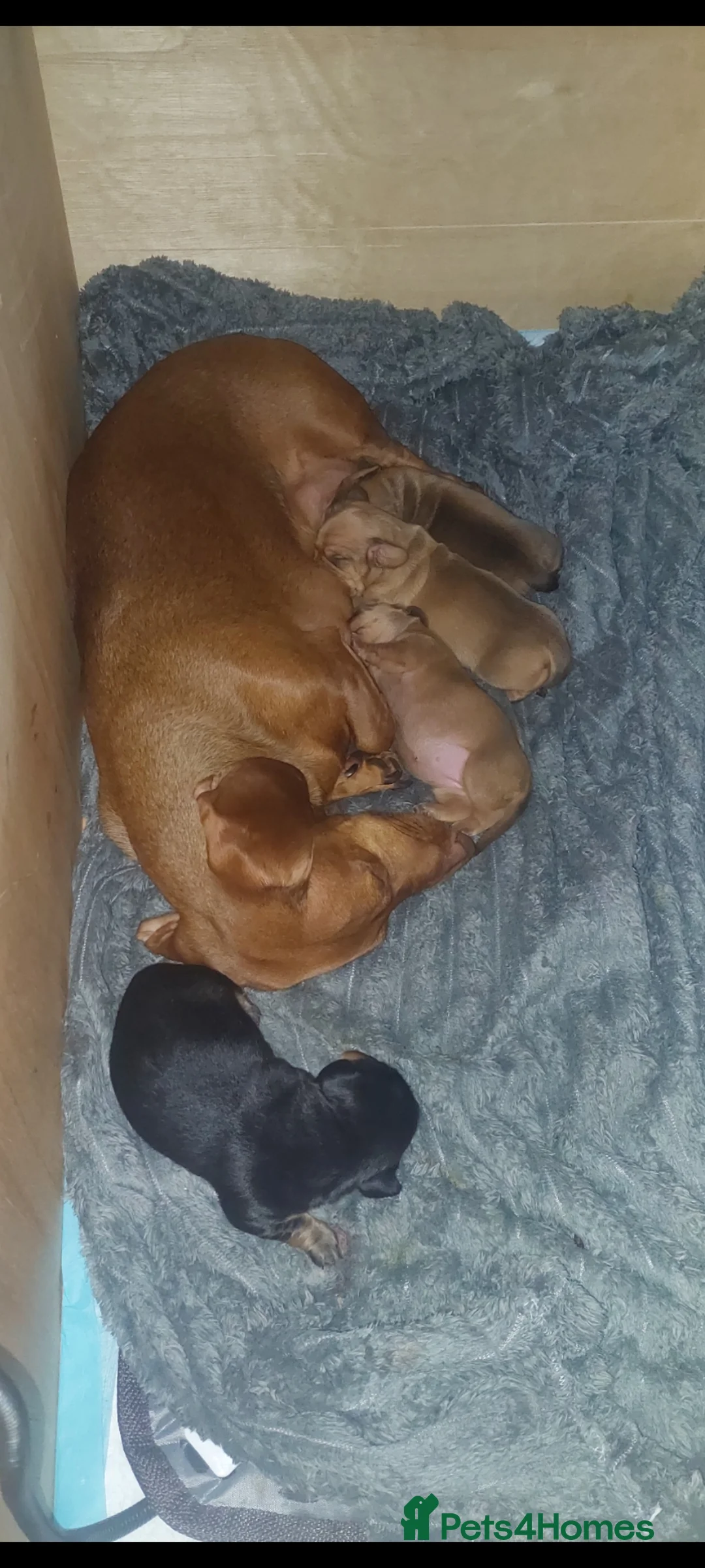 Dachshund dogs for sale: Daushund healthy, shiny, plump puppies in Saint Leonards-on-sea - Advert 1