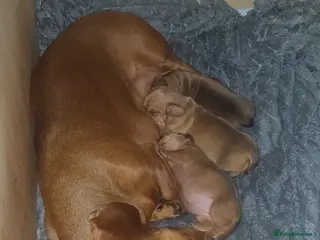 Dachshund dogs Daushund healthy, shiny, plump puppies - Advert 2