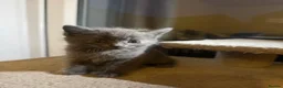 British Shorthair cats for sale: British shorthair  in Burton-on-Trent - Advert 34