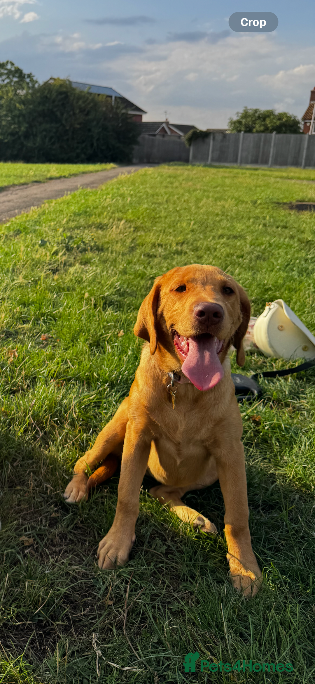 Labrador Retriever dogs for sale: 9 month old Labrador Retriever Girl  - Advert 6