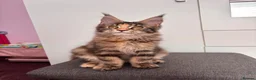 Maine Coon cats for sale: ✨Last Pure Bred Maine Coon Kitten Available  - Advert 3