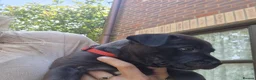 Staffordshire Bull Terrier dogs for sale: Staffy Female pup for Sale in Nuneaton - Advert 9