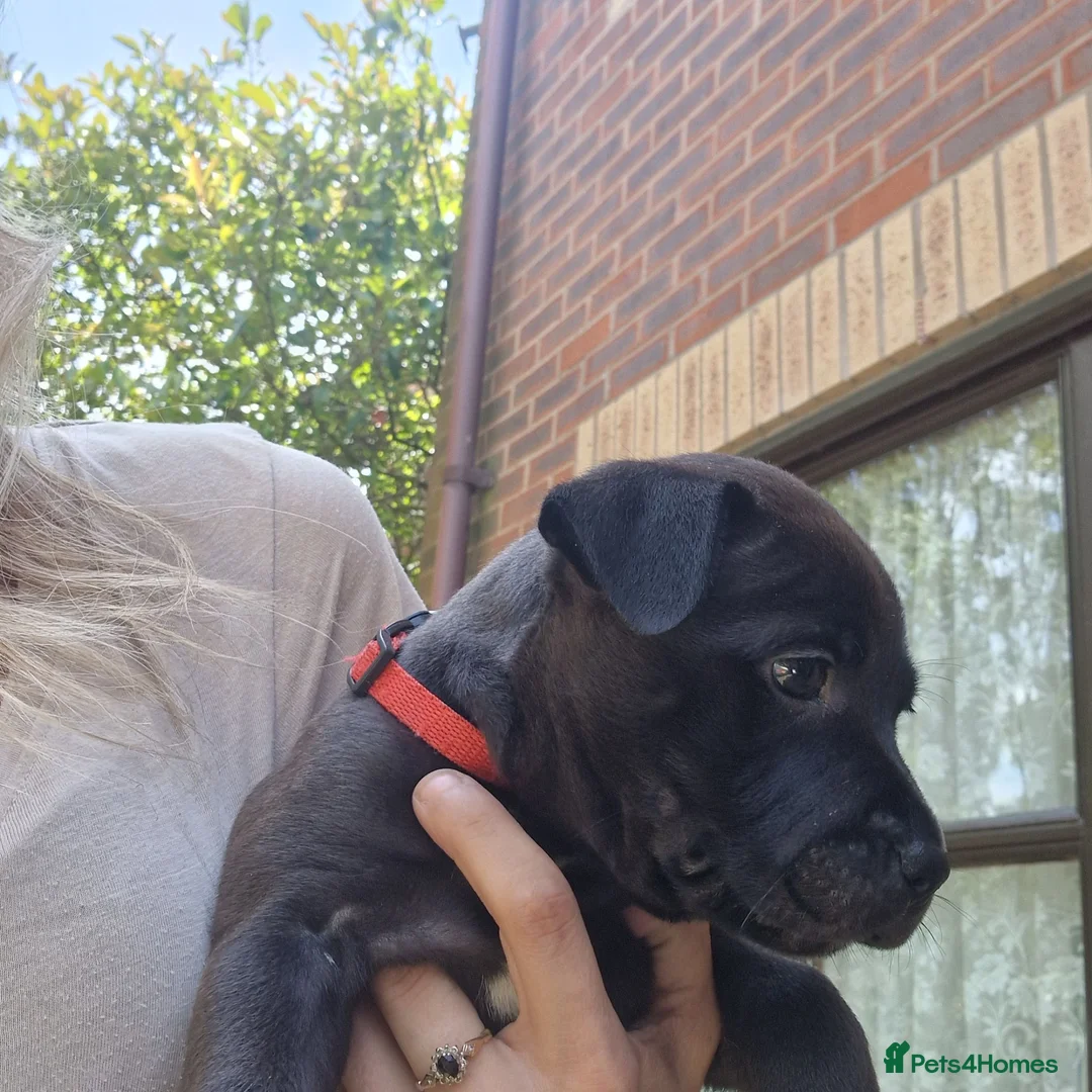 Staffordshire Bull Terrier dogs for sale: Staffy Female pup for Sale in Nuneaton - Advert 9
