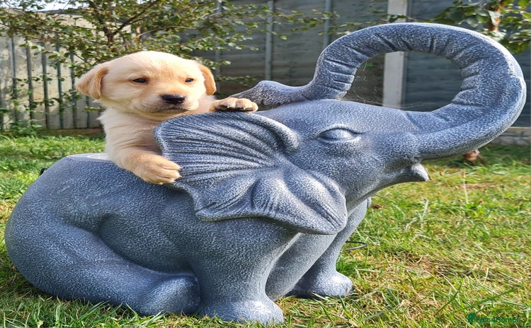 Labrador Retriever dogs - Advert 13
