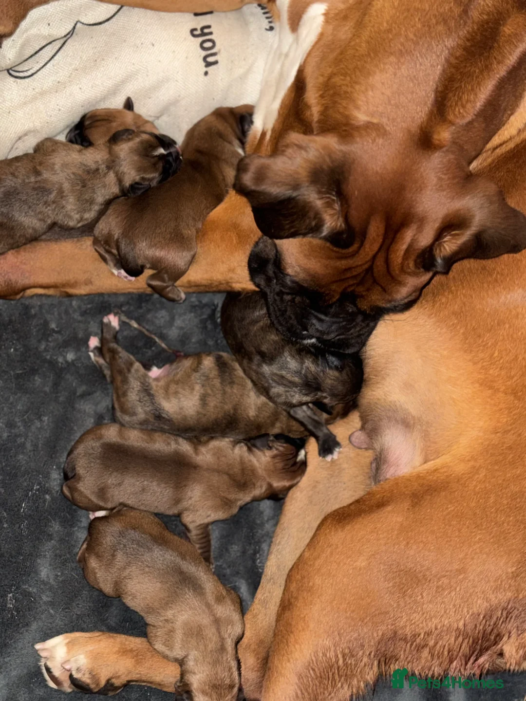 Boxer dogs for sale: 🐾 Exceptional KC Registered Boxer Puppies - Advert 11
