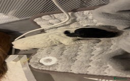 Cocker Spaniel dogs for sale: Cockers for sale  - Advert 10