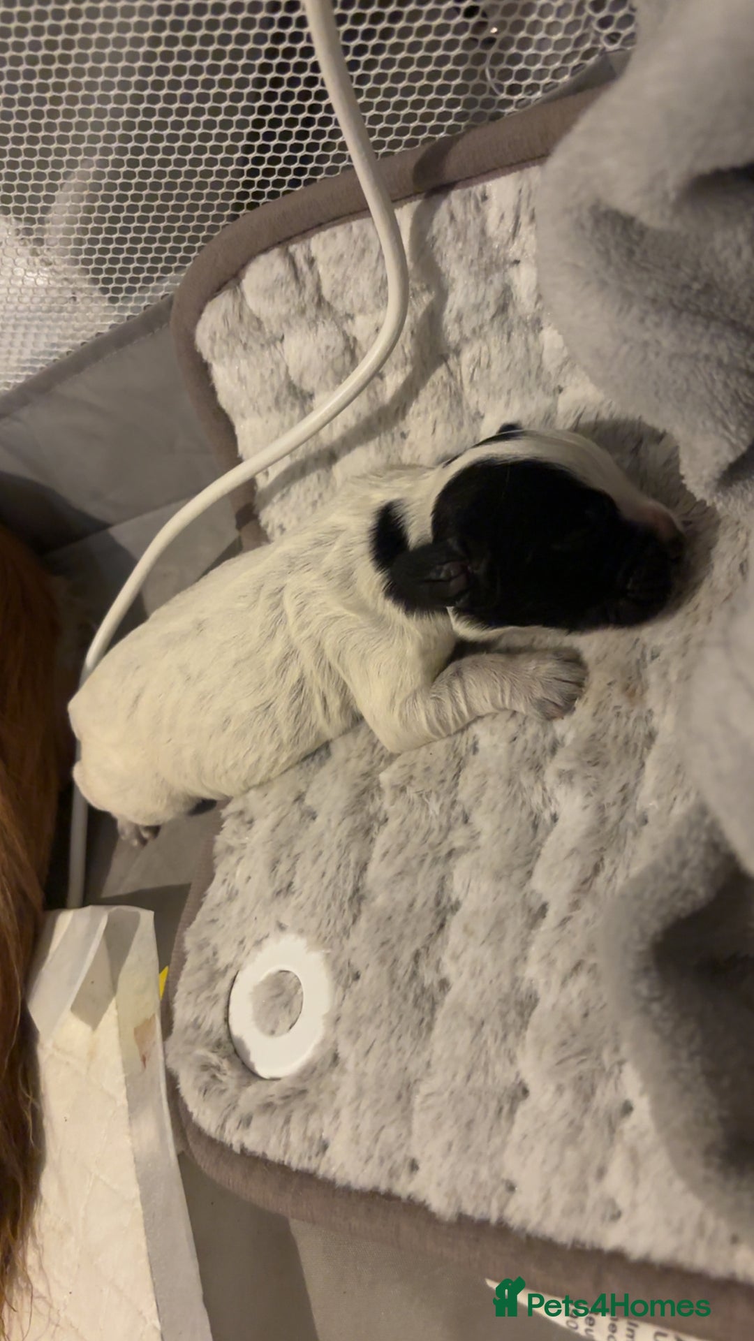 Cocker Spaniel dogs for sale: Cockers for sale  - Advert 10