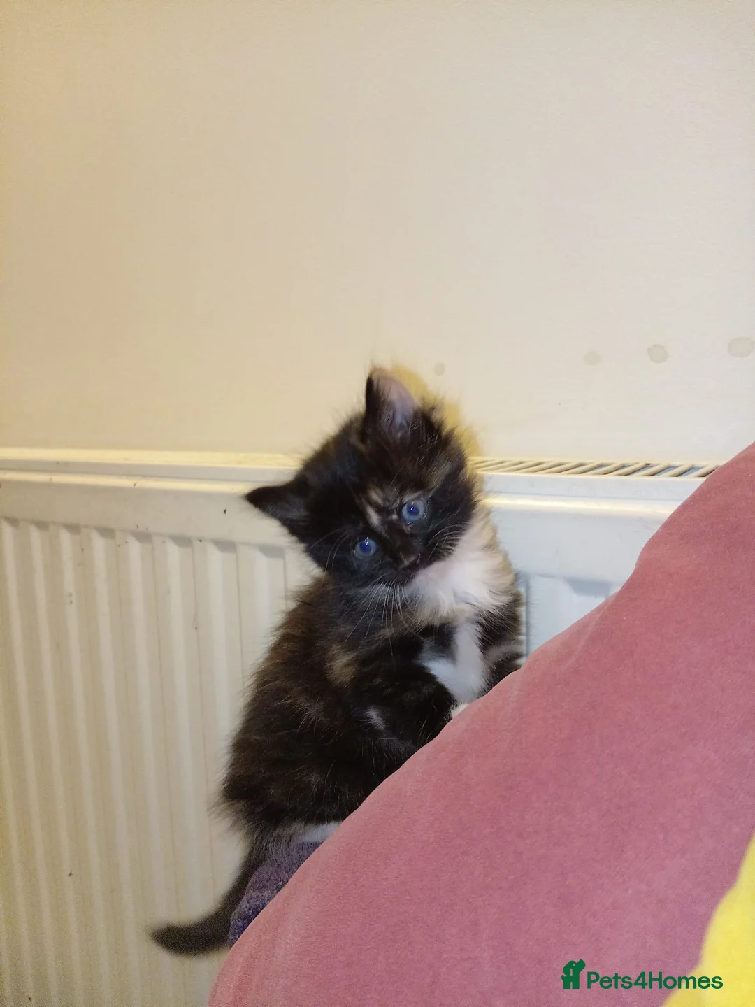 Mixed Breed cats for sale: 3 adorable kittens - Advert 2