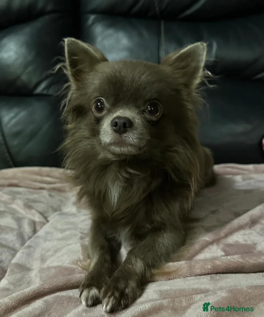 Chihuahua dogs for stud: kc lilac long haired chihuahua for Stud in South Shields - Advert 20