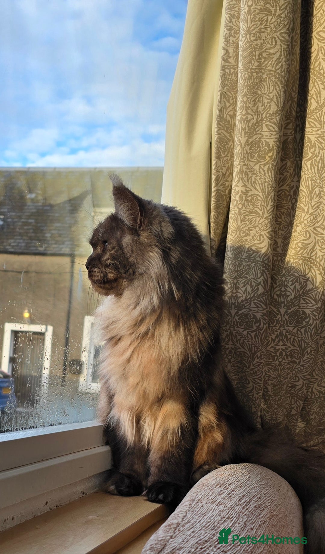 Maine Coon cats for sale: Stunning TICA registered Female Maine Coon  - Advert 4