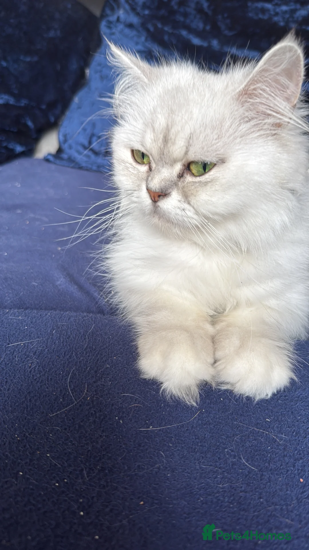 Persian cats for sale: Two silver tipped Persian chinchillas  - Advert 3