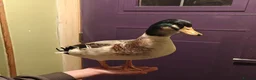 Ducks poultry for sale: Miniature Silver Appleyard drakes in Tranent - Advert 1